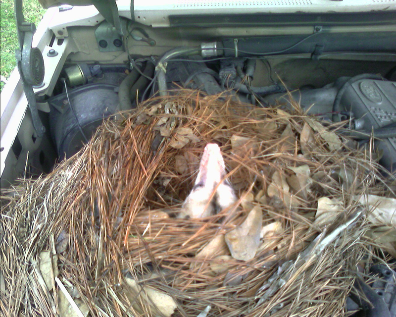 Illustration for article titled Adventures With Wildlife: Surprise Underhood Opossum Nest